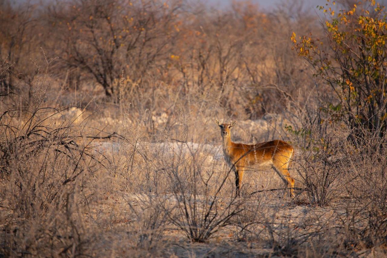 Etosha Trading Post Campsite Okaukuejo Esterno foto